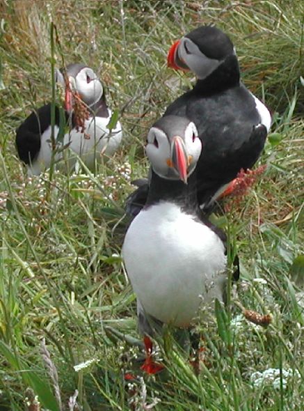 Puffins.