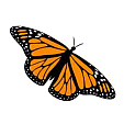 Image of Butterfly